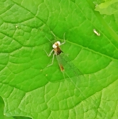 Maccaffertium modestum