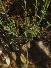 Micromeria