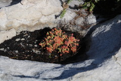Drosanthemum stokoei