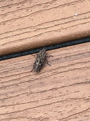 Chalcophora virginiensis