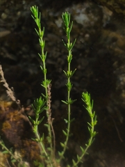 Micromeria