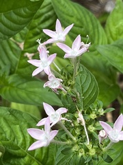 Pentas lanceolata