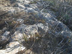 Eriospermum lanceifolium