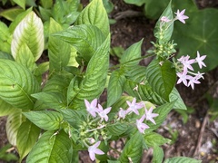 Pentas lanceolata