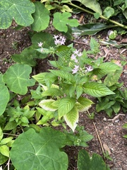Pentas lanceolata