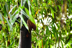 Dendrocincla fuliginosa