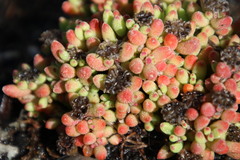 Drosanthemum stokoei