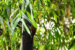 Dendrocincla fuliginosa