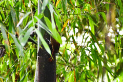 Dendrocincla fuliginosa