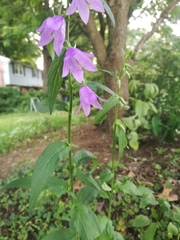 Campanula trachelium