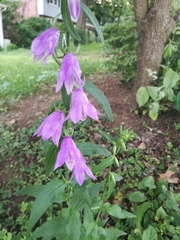 Campanula trachelium