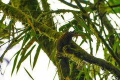 Anabacerthia variegaticeps