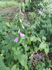 Campanula trachelium