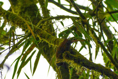 Anabacerthia variegaticeps