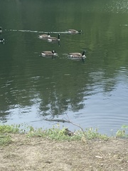 Branta canadensis