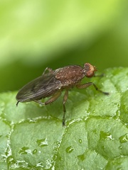 Suillia variegata