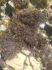 Bryophyta