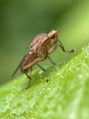Suillia variegata