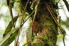 Anabacerthia variegaticeps