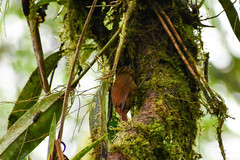 Anabacerthia variegaticeps