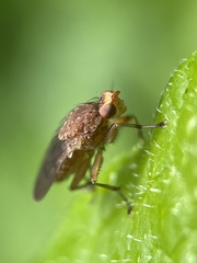 Suillia variegata