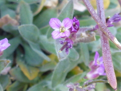 Boechera breweri