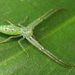 Elongate Green Crab Spider - Photo (c) Ian Wongkar, some rights reserved (CC BY-NC-SA)