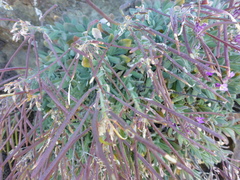 Boechera breweri