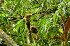 Anabacerthia variegaticeps