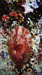 Dolabrifera brazieri