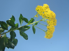 Senecio pleistocephalus