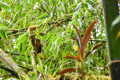 Anabacerthia variegaticeps