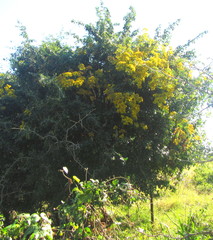 Senecio pleistocephalus