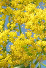 Senecio pleistocephalus