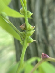 Phylloxera spinosa