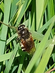 Stratiomys singularior