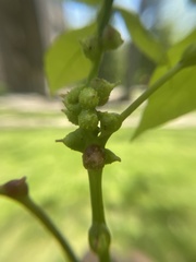 Phylloxera spinosa
