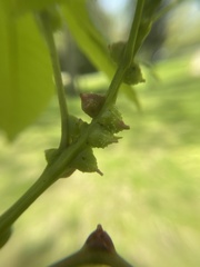 Phylloxera spinosa