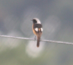 Phoenicurus auroreus