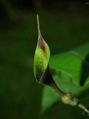 Aristolochia paramaribensis