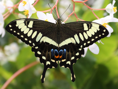 Papilio ophidicephalus