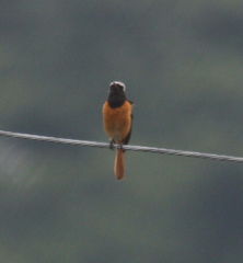 Phoenicurus auroreus