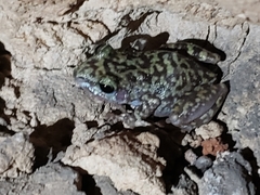 Eleutherodactylus longipes