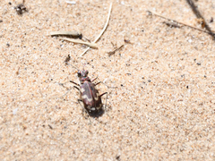 Cicindela maritima