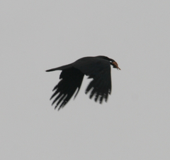 Corvus macrorhynchos