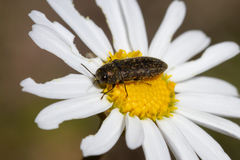 Acmaeodera cisti