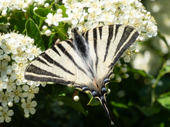 Iphiclides podalirius