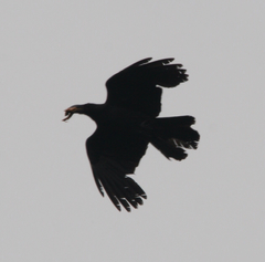 Corvus macrorhynchos