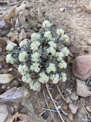 Eriogonum shockleyi