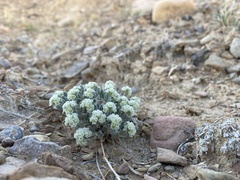 Eriogonum shockleyi